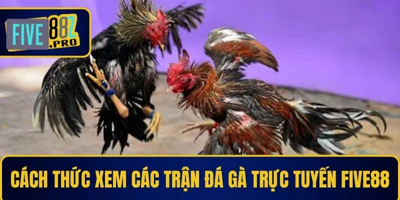 Cách thức truy cập và xem các trận đá gà trực tuyến tại Five88